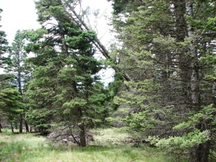 Lot 1318 AF Chalets Unit 2